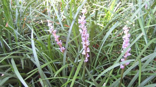 Liriope spicata (Creeping Liriope)