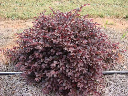 Loropetalum chinense 'Crimson Fire' (Crimson Fire Loropetalum)