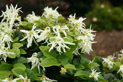 Loropetalum chinense 'Emerald Snow'