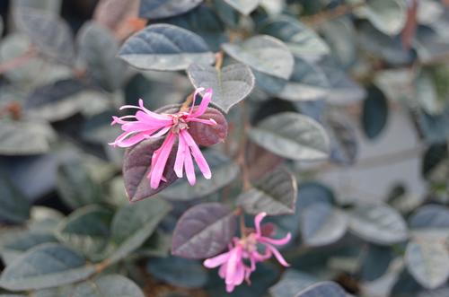 Loropetalum chinense 'Fire Dance' (Fire Dance Loropetalum)