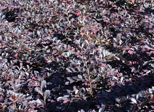 Loropetalum chinense 'Ruby'