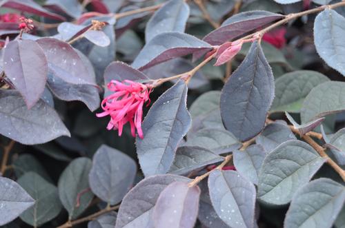 Loropetalum chinense 'Carolina Midnight' (Carolina Midnight Loropetalum)