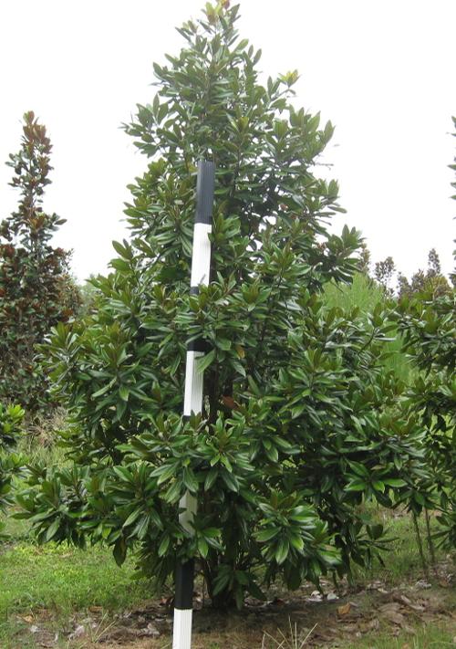 Magnolia grandiflora 'Carolina Compact'
