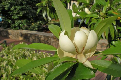 Magnolia virginiana 'Australis'