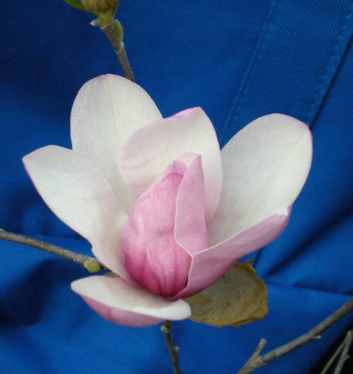 Magnolia x 'Jane' (Jane Magnolia)