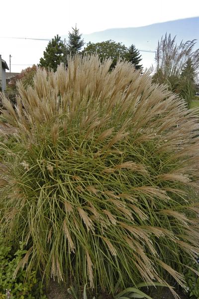 Miscanthus sinensis 'Adagio' (Adagio Miscanthus)