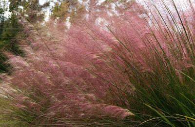 Muhlenbergia capillaris (Pink Muhly Grass)