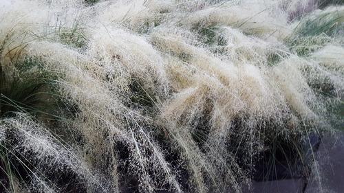 Muhlenbergia capillaris 'White Cloud' (White Cloud Muhly Grass)