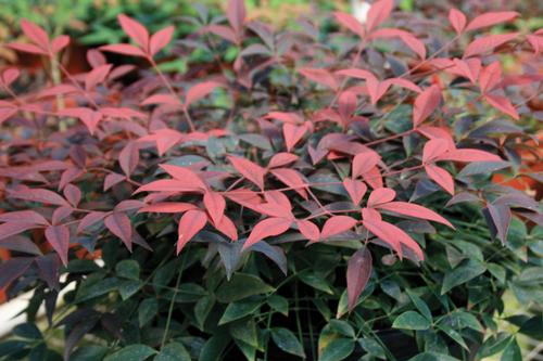 Nandina domestica 'Flirt'™