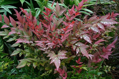 Nandina domestica 'Obsession'™