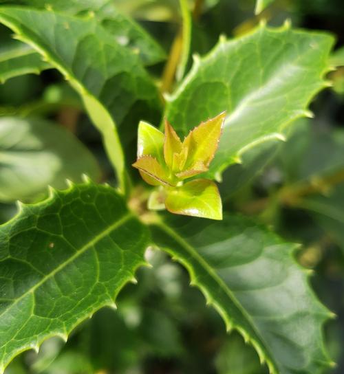 Osmanthus x fortunei (Fortune's Osmanthus)