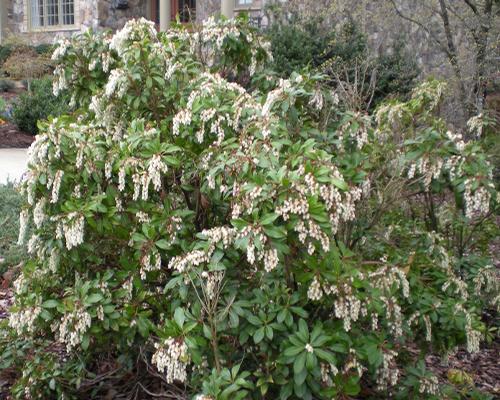 Pieris japonica 'Compacta'