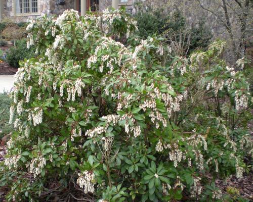 Pieris japonica 'Compacta' (Compact Andromedea)