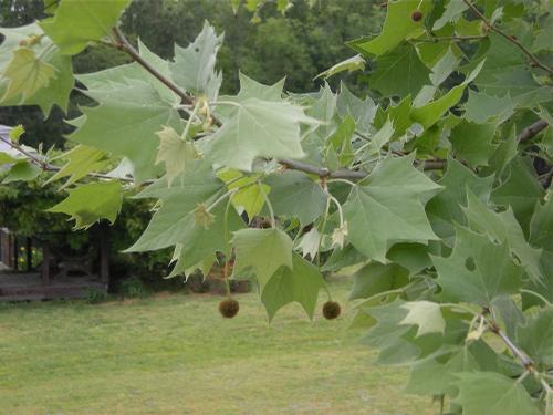 Platanus occidentalis (Sycamore)