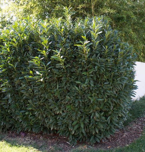 Prunus laurocerasus 'Supreme' (Supreme Laurel)