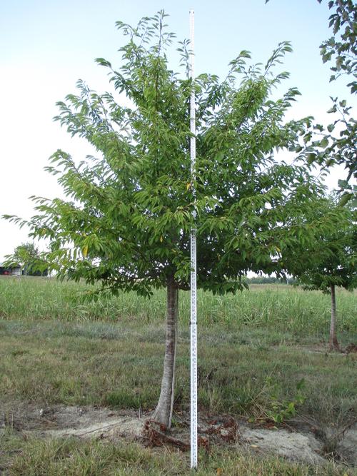 Prunus yedoensis Akebono