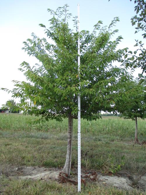 Prunus yedoensis 'Akebono' (Akebono Cherry)