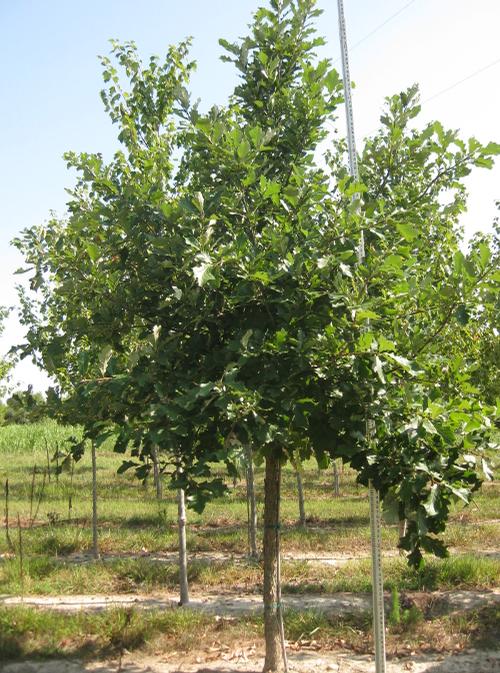 Quercus bicolor