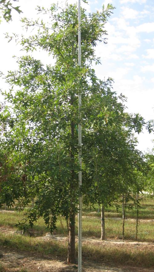 Quercus palustris