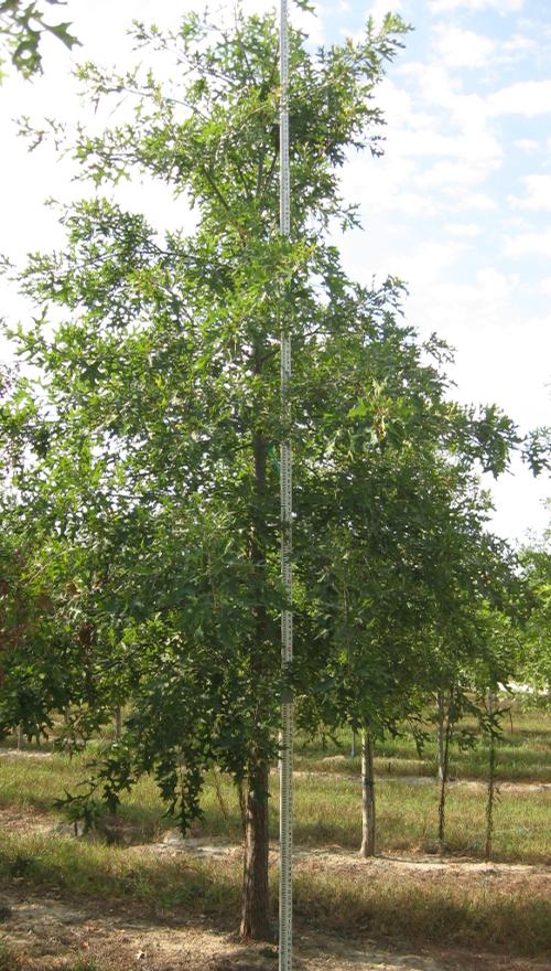 Quercus palustris (Pin Oak)