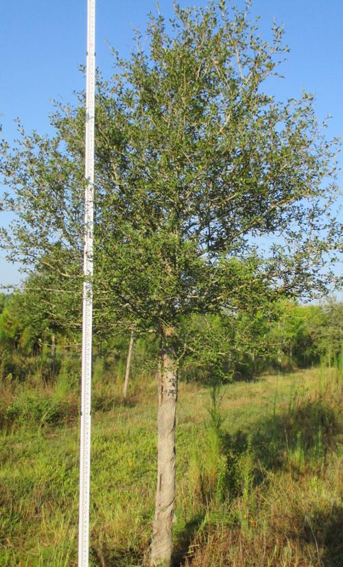 Quercus virginiana (Live Oak)