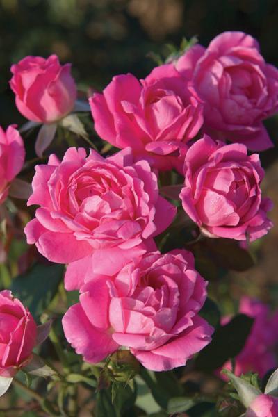 Rosa Pink Double Knock Out®