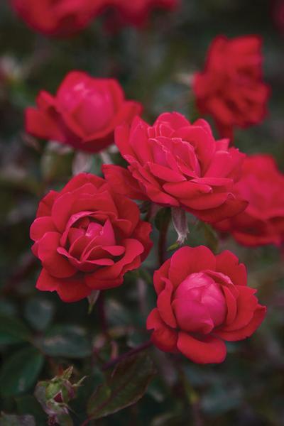 Rosa Double Red Knock Out (Double Red Knock Out Rose)