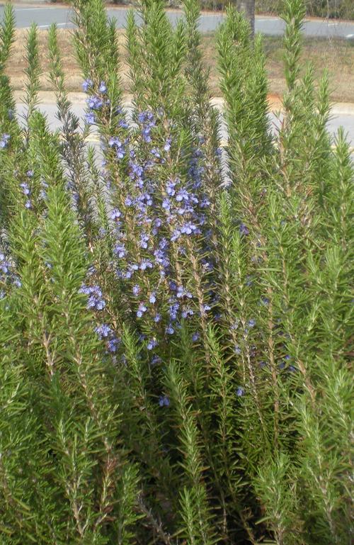 Rosmarinus officinalis Arp