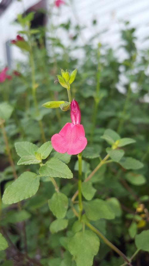 Salvia microphylla 'Hot Lips'