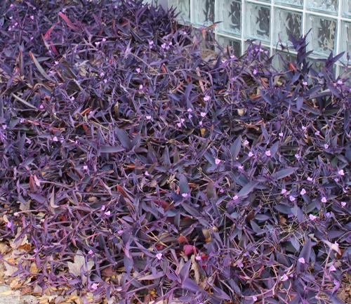 Setcresea purpurea