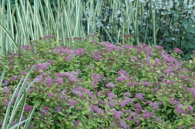 Spiraea japonica 'Magic Carpet' (Magic Carpet Spiraea)