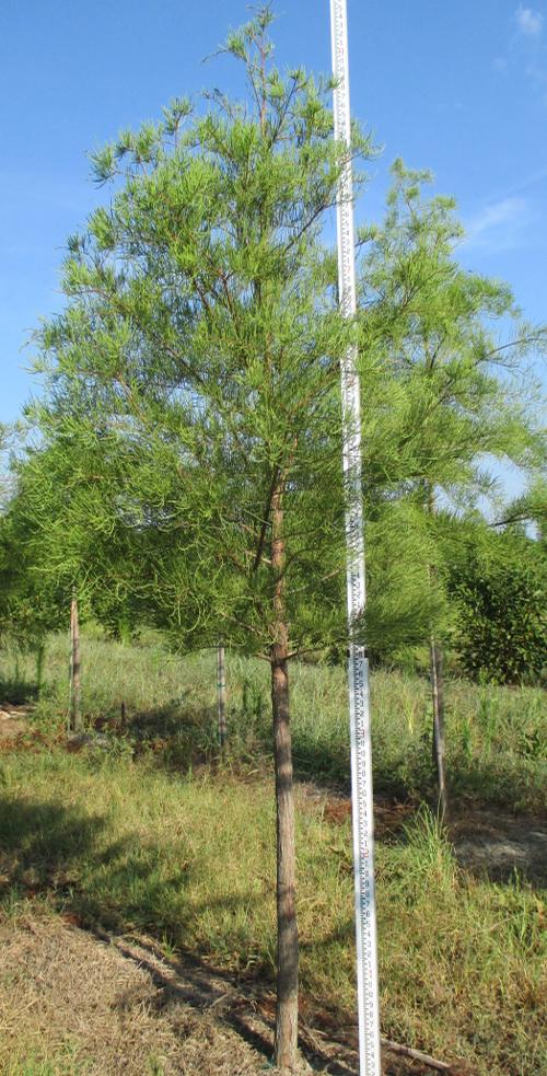 Taxodium ascendens (Pond Cypress)