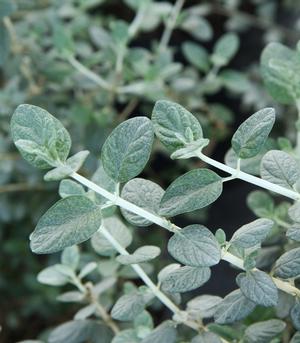 Teucrium fruticans