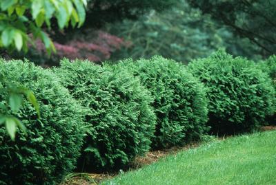 Thuja occidentalis 'Woodwardii' (Woodwardii Arborvitae)