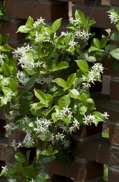 Trachelospermum jasminoides 'Madison'
