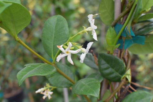 Trachelospermum jasminoides
