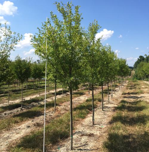 Ulmus parvifolia 'Emer II' (Allee Chinese Elm)