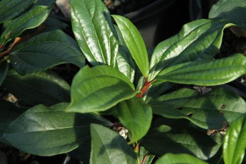 Viburnum davidii
