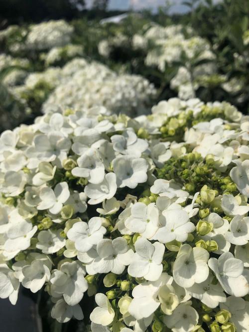 Viburnum macrocephalum 'Sterile' (Chinese Snowball)