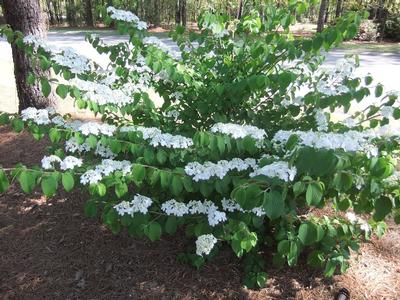 Viburnum plicatum tomentosum 'Shasta' (Shasta Viburnum)