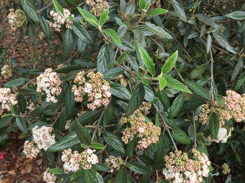 Viburnum x pragense (Prague Viburnum)