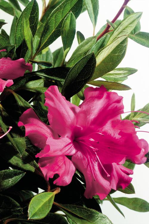 Azalea Encore® Autumn Sundance®