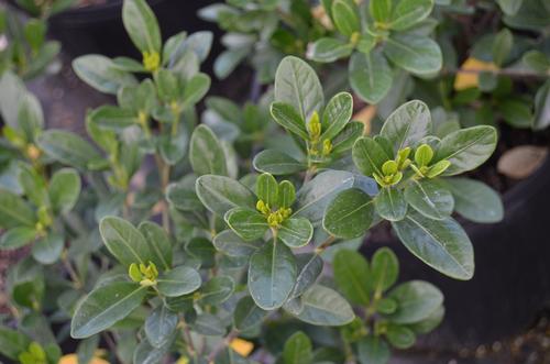 Gardenia jasminoides 'Crown Jewel' (Crown Jewel Gardenia)