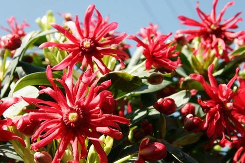 Illicium floridanum 'Miss Scarlet®'