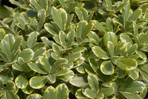 Pittosporum tobira 'MojoÂ®'