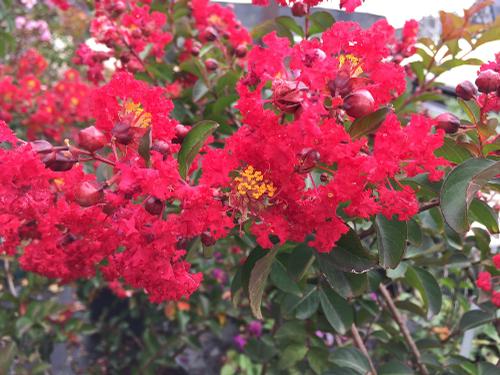 Lagerstroemia indica 'Red Rocket' (Red Rocket Crape Myrtle)