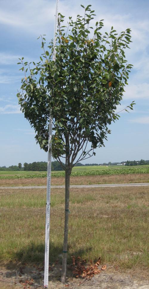 Amelanchier arborea 'Snowcloud' (Snowcloud Serviceberry)