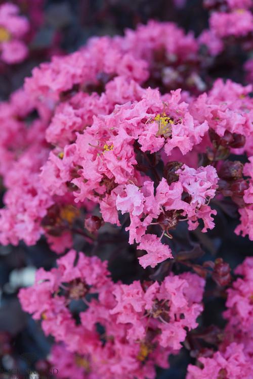 Lagerstroemia Black Diamond™ 'Shell Pink' (Shell Pink Crape Myrtle)