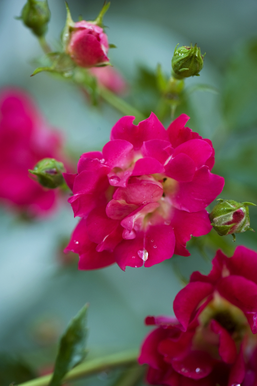 Rosa x 'Red Drift' (Red Drift Rose)