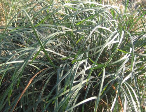 Ophiopogon japonicus